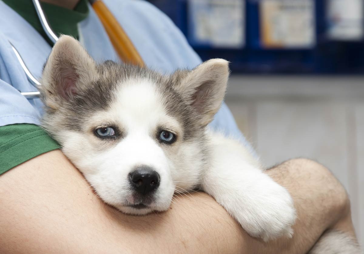 huskie puppy pet insurance