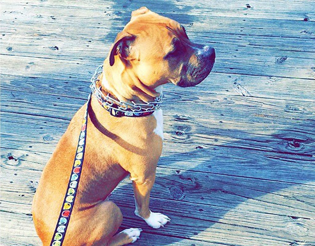 tucker the dog